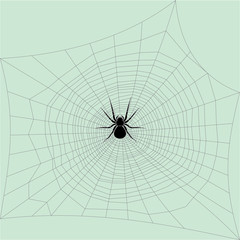 Obraz premium Spider and networks