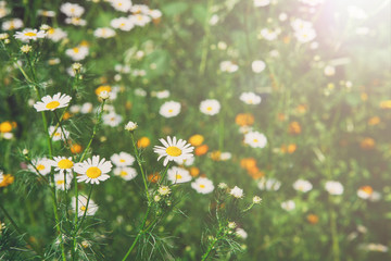 Beautiful field with white camomile flower background