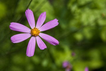 Mexican Aster pink flower or Garden Cosmos, closeup outdoors