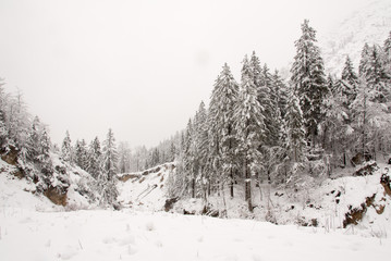 Naklejka premium The silence of the forest during snowfall