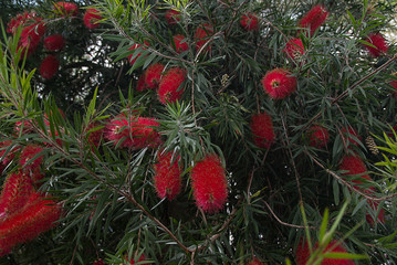 Callistemon citrinus.