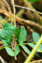 Grasshopper