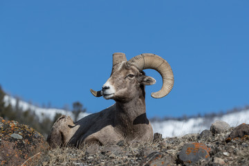 Bighorn sheep