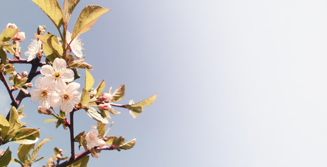 Cherry blossom in retro tone. Spring flowers background. Cherry blooming tree on blue sky 