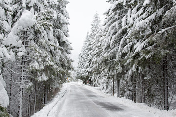 The silence of the forest during snowfall
