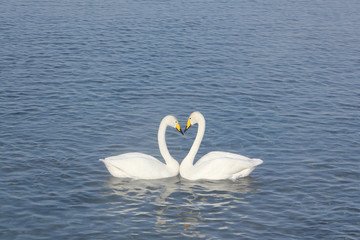 Whooper swans swimming in the lake, Altai, Russia