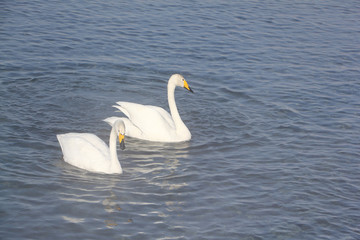 Whooper swans swimming in the lake, Altai, Russia