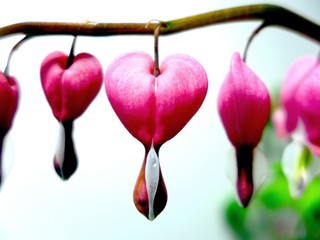 Blüte des Tränenden Herzens Lamprocapnos spectabilis Flower of the beautiful lady-in-a-bath