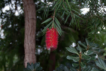 Callistemon citrinus.