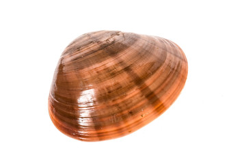 Fresh Smooth clam - Fasolara - Callista chione shell isolated.