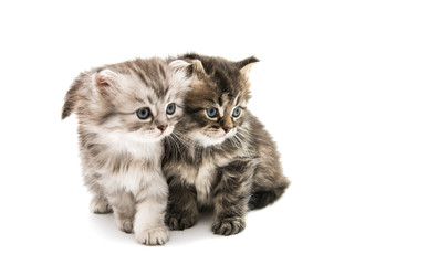 Little fluffy kitten isolated © ksena32
