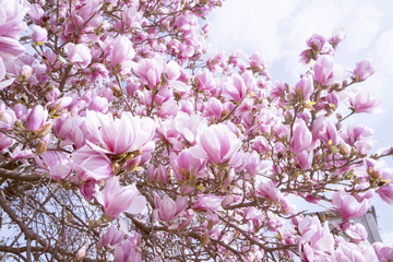 Blooming magnolia tree in spring