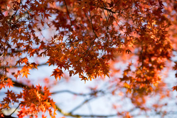 湘南平から眺める紅葉