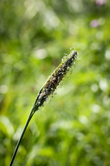 Grashalm mit Samen, Pollen, Natur