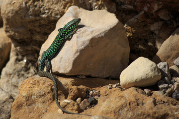 Podarcis filfolensis lizard © scimmery1