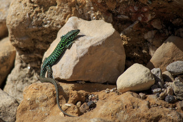 Podarcis filfolensis lizard