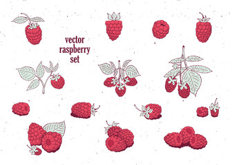 vector raspberry set. Can be use for background, design, invitation, banner, cover. Vintage hand drawn illustrations