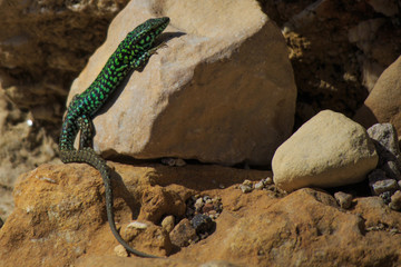 Podarcis filfolensis lizard