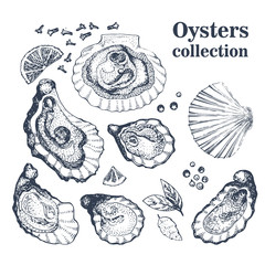 Vector hand drawn collection of oysters.