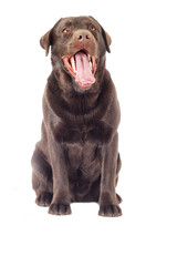 chocolate labrador dog looking