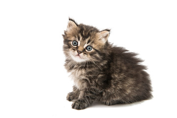 Obraz premium Little fluffy kitten isolated