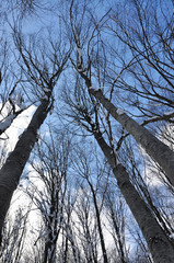 Looking up through trees to a blue sky. Tree branches covered with snow. Forest in winter