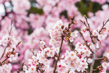 The winter cherry blossoms.