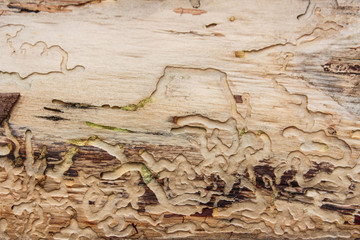 Natural tree as background