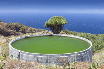 Dragon tree and water reservoir