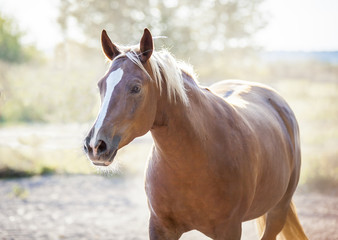 Beauty horses