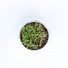 growing seedlings / Young green sprouts in a glass top view 