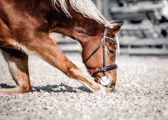 Obraz premium A red horse performs a nod for a portrait