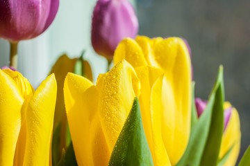 Naklejka premium beautiful yellow and violet spring tulips