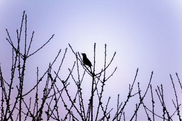 Blackbird singing to branches at sunset