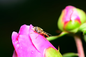 A bee on the flower