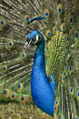 Fototapeta na wymiar Peacock displaying its tail