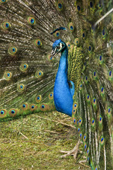 Naklejka premium Peafowl displaying its tail