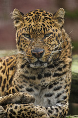 Fototapeta na wymiar Panther looks angry