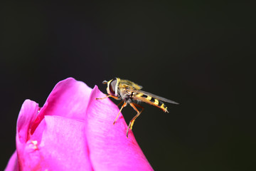 A bee on the flower
