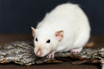 White fancy rat sitting on wood on dark background
