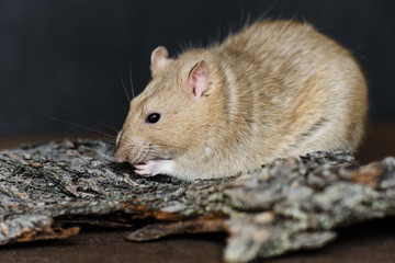 Grey fancy rat eating seeds on dark background