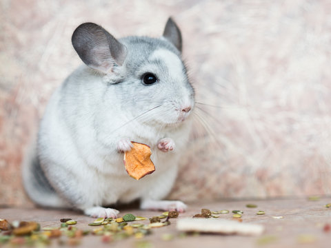 Funny face domestic chinchilla holding food with arms