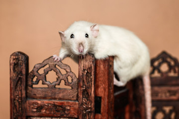 Funny rat balancing on wooden folding screen