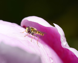 A bee on the flower