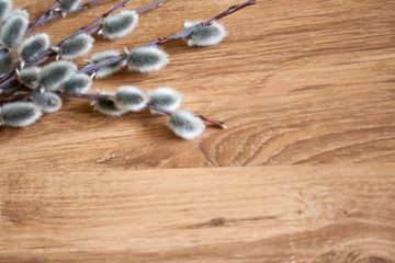 pussy willow on a medium light wooden background, top view, springtime background, empty copyspace