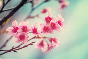 Blossom cherry