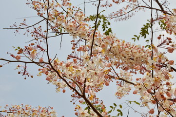 pink shower flower or wishing tree tropical plant blooming in garden