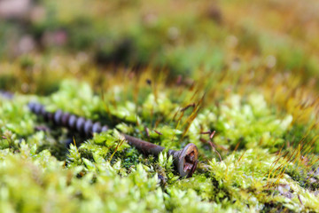 Texture of moss and wet stone as spring background