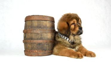 0046 - Mastiff Tybetański © DesignArt.pl