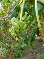 Bananas in Malapasqua Island, Philippines
